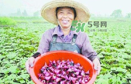 紅菱怎么種植？新鮮紅菱怎么保存