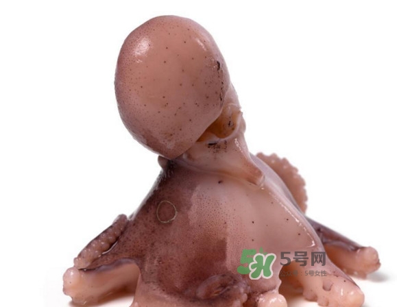 章魚(yú)怎么處理？章魚(yú)怎么殺