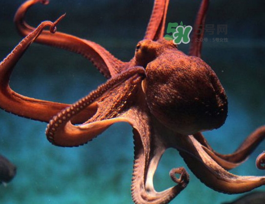 章魚的墨汁有毒嗎？章魚有寄生蟲嗎