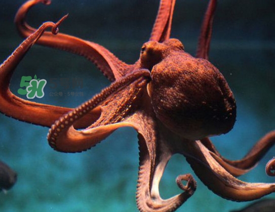 章魚可以生吃嗎？生吃章魚的危害