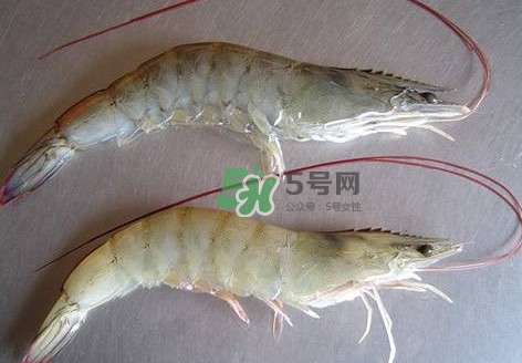 白蝦有寄生蟲嗎？如何選購新鮮的蝦