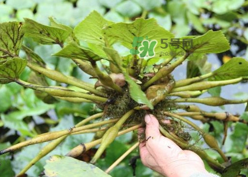 紅菱怎么種植？新鮮紅菱怎么保存