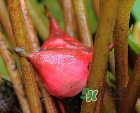 紅菱怎么吃？吃紅菱有什么好處？