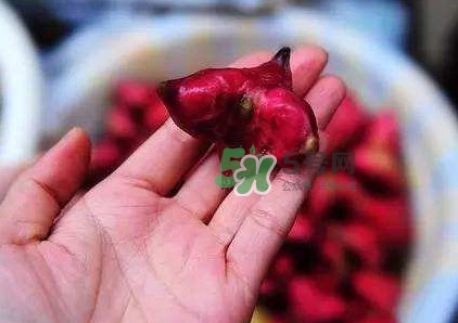 紅菱怎么吃？吃紅菱有什么好處？