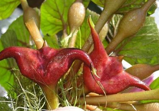 紅菱怎么種植？新鮮紅菱怎么保存