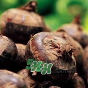 野荸薺是什么樣子的？野荸薺的營(yíng)養(yǎng)價(jià)值