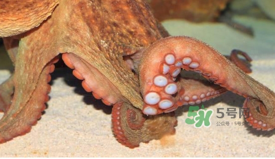 章魚(yú)怎么處理？章魚(yú)怎么殺