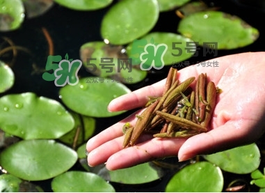 莼菜怎么讀？莼菜是哪里的特產(chǎn)