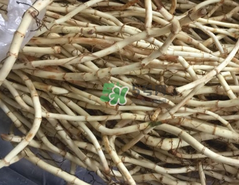 魚腥草干的好還是新鮮的好？干的魚腥草怎么吃最好