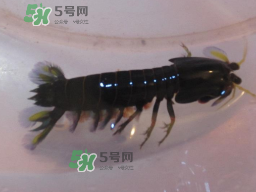 七彩神蝦是什么蝦？七彩神蝦怎么回事？