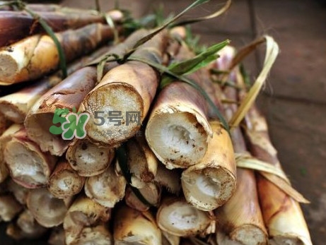 苦筍什么季節(jié)才有？苦筍什么時候成熟
