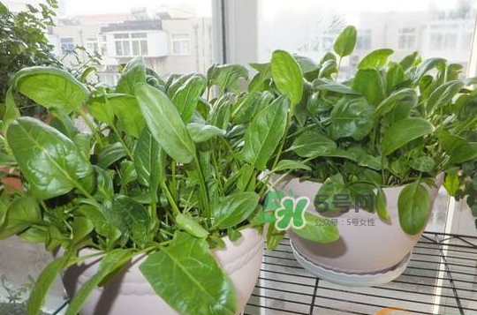 八月份可以種菠菜嗎？波菜8月中旬種可以嗎？
