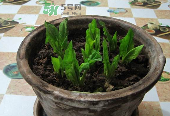 八月份可以種菠菜嗎？波菜8月中旬種可以嗎？