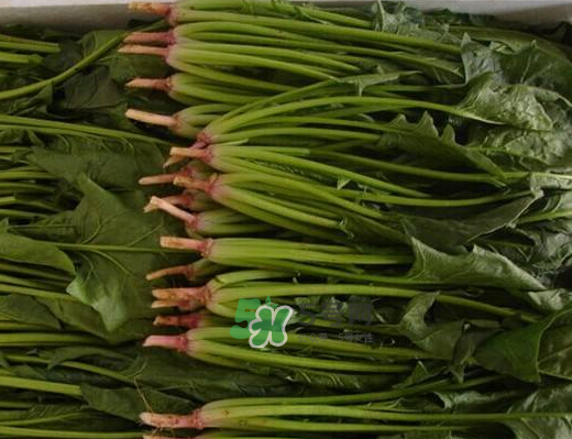 八月份可以種菠菜嗎？波菜8月中旬種可以嗎？