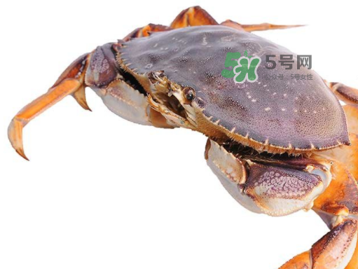 太子蟹好吃還是面包蟹好吃？太子蟹和面包蟹的區(qū)別