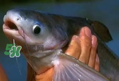 巴沙魚有刺嗎？巴沙魚有寄生蟲嗎