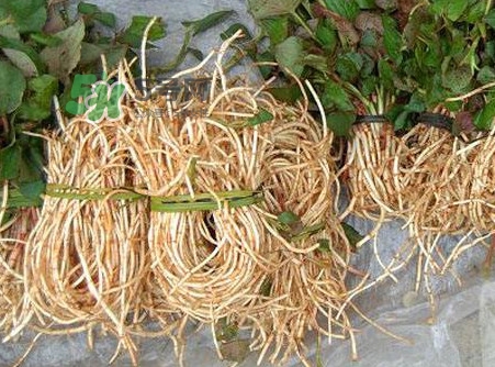 魚腥草有毒嗎？魚腥草有副作用嗎