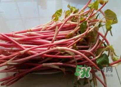 魚腥草一次吃多少最好？魚腥草一天吃多少合適