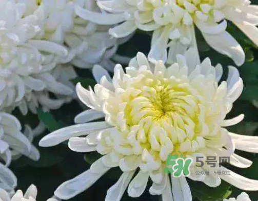 八月份能扦插菊花嗎？菊花可以8月份扦插嗎？