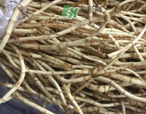 魚腥草可以和蜂蜜一起喝嗎？蜂蜜能和魚腥草一起泡嗎