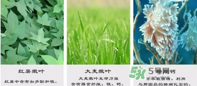 pola青汁效果怎么樣？pola青汁酵素酵素功效