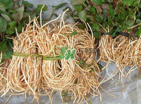 魚腥草什么季節(jié)有？魚腥草什么時候采摘最好