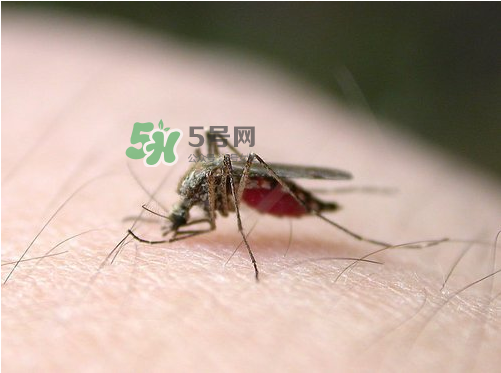 九月份還有蚊子嗎？9月份還有蚊子嗎？