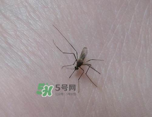 九月份還有蚊子嗎？9月份還有蚊子嗎？