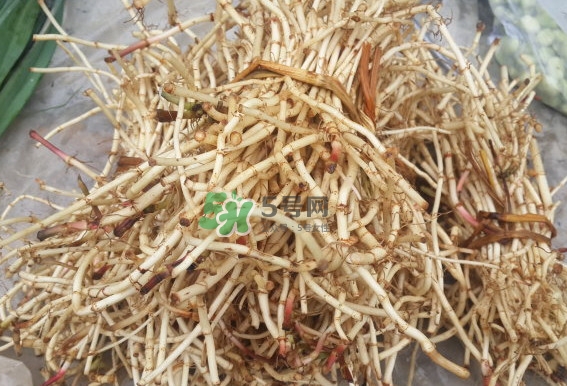 折耳根是什么？折耳根是哪里的特產(chǎn)？