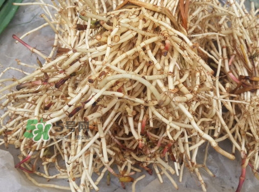 新鮮的折耳根怎么保存？折耳根能放多久
