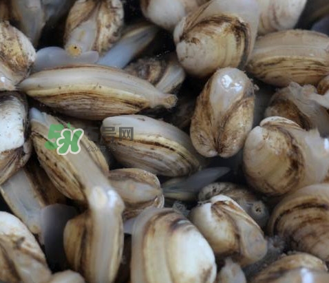 海瓜子死了還能吃嗎？海瓜子死了是什么樣子