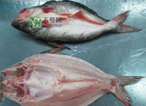 巴沙魚是鯰魚嗎？巴沙魚是海魚嗎