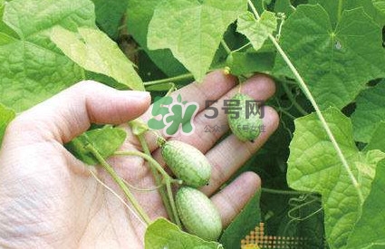 拇指西瓜什么時候種植最好？拇指西瓜哪里可以買到