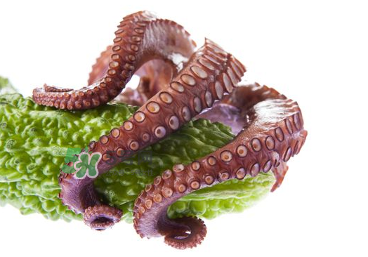 八爪魚什么季節(jié)最好吃？八爪魚什么時(shí)候有籽？