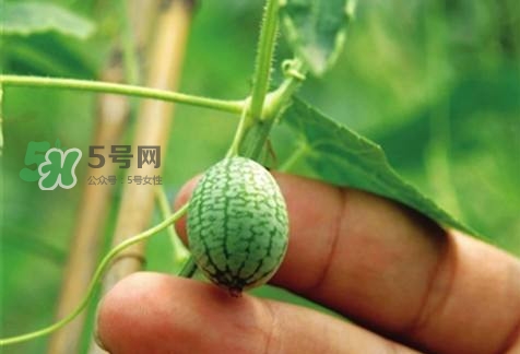 世界上最小西瓜來了 世界上最小西瓜怎么吃？