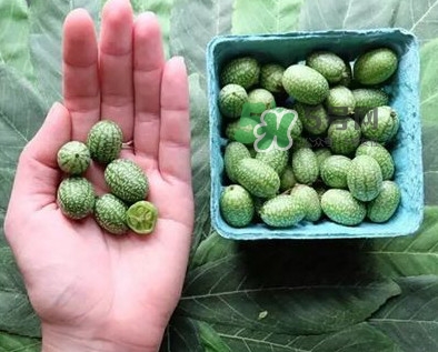 世界上最小西瓜是拇指西瓜嗎？世界上最小西瓜帶皮吃嗎