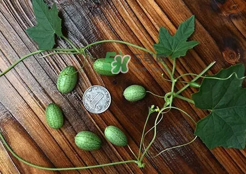 拇指西瓜多少錢一斤？拇指西瓜一口能吃幾個(gè)？