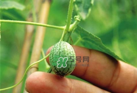拇指西瓜怎么種？拇指西瓜為什么那么小