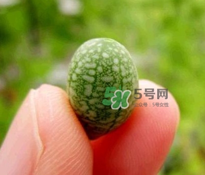 拇指西瓜什么時候上市？拇指西瓜什么時候成熟