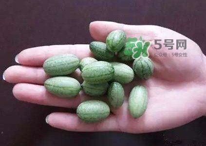 拇指西瓜怎么種？拇指西瓜為什么那么小