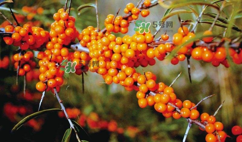 沙棘是什么？沙棘的功效與作用