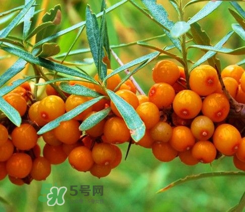 沙棘怎么吃？沙棘果的食用禁忌