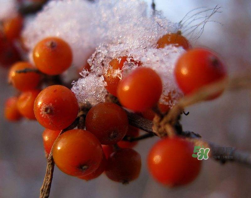 沙棘怎么吃？沙棘果的食用禁忌