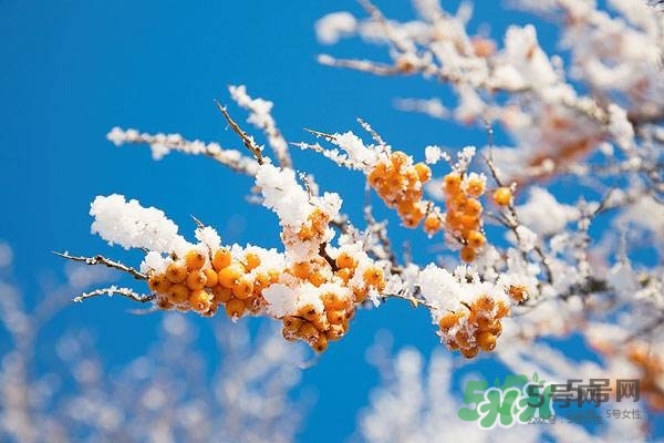 沙棘是什么？沙棘的功效與作用