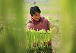 貢菜怎么保存？曬干的貢菜怎么泡發(fā)