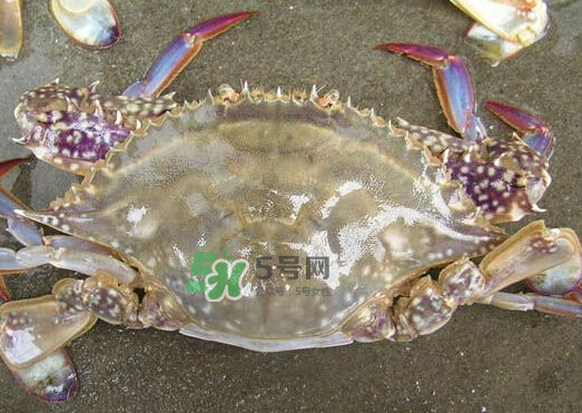 梭子蟹養(yǎng)殖的嗎？梭子蟹養(yǎng)殖和野生的區(qū)別