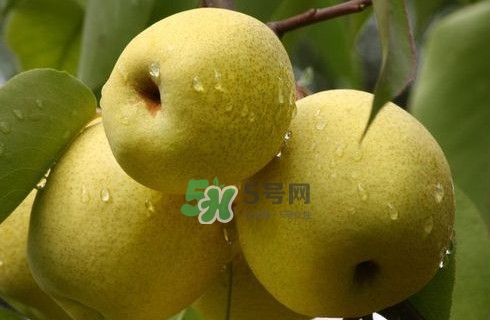梨子是發(fā)物嗎？梨子是不是不能分著吃