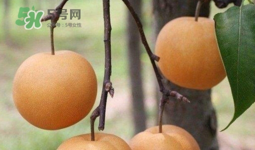 梨子什么時(shí)候吃最好？梨子什么時(shí)候成熟