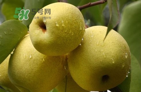 梨子多少錢一斤？皇冠梨多少錢一斤？