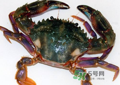 螃蟹腿藍色的是什么？螃蟹腿為什么是藍色？